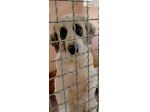 POMEZIA BELLISSIMA CAGNOLONA IN ADOZIONE