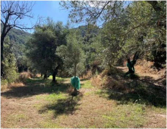 Immobile in asta di 62700 m² in vendita a Galatro - Foto 9