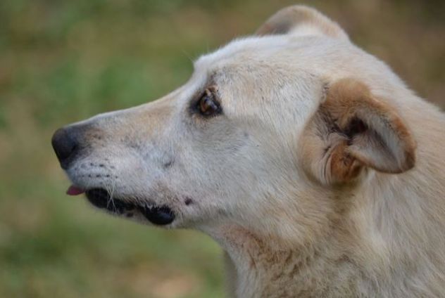 MOLLICA, dolce mix labrador - Foto 2