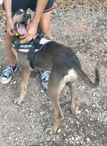 GIULIO IN ADOZIONE - Foto 5