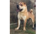 ROCCO UNO SPLENDORE IN CANILE CANE IN ADOZIONE