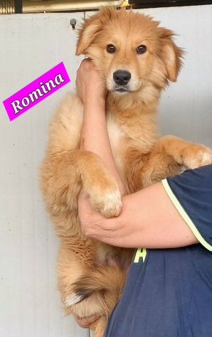 CUCCIOLI IN ADOZIONE