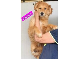 CUCCIOLI IN ADOZIONE