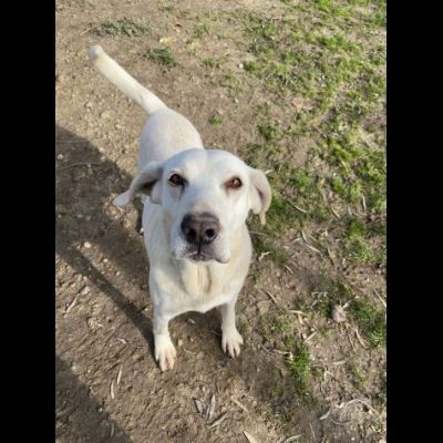 THOR DOLCISSIMO,  SOCIEVOLE, BRAVO AL GUINZAGLIO CANE IN ADOZIONE TG MEDIA - Foto 5