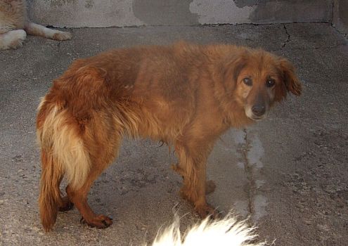 ABYSSE, splendida mix golden - Foto 2
