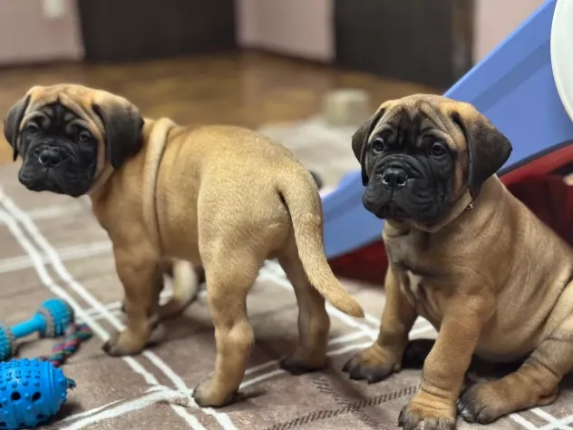 Cuccioli di Bull Mastiff