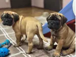 Cuccioli di Bull Mastiff