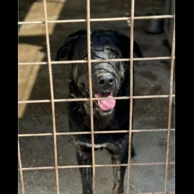 TRONKY UN GIOIOSO COCCOLONE: CANE IN ADOZIONE 1 ANNO - Foto 5