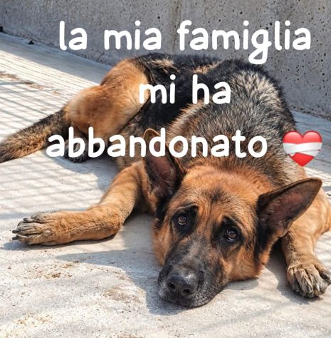 ALEX – PASTORE TEDESCO, 7/8 ANNI
