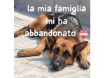 ALEX – PASTORE TEDESCO, 7/8 ANNI