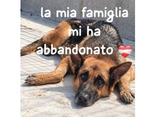 ALEX – PASTORE TEDESCO, 7/8 ANNI
