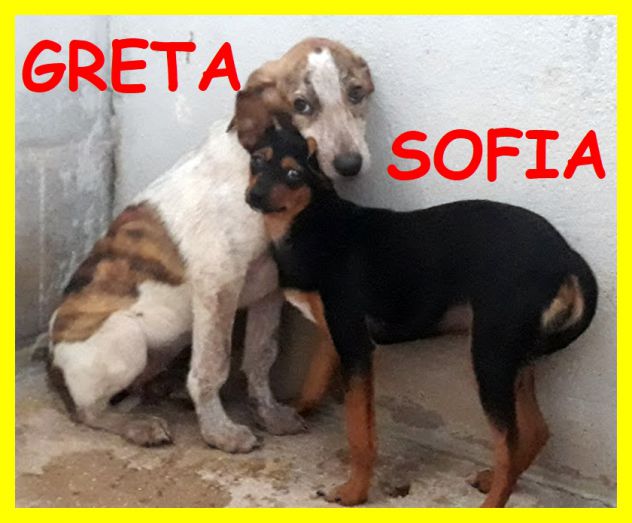 DOLCI CUCCIOLE ABBANDONATE E SPAVENTATE CERCANO CASA - Foto 3