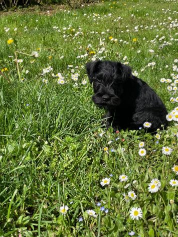 Zwergschnauzer comunemente detto Schnauzer nano - Foto 6