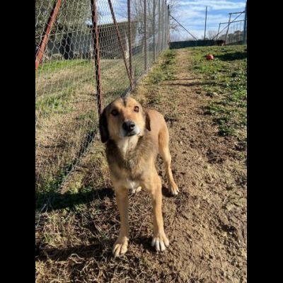 UBALDA E UGOLINO CAGNOLINI IN ADOZIONE - Foto 8