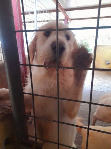 CIUFFO 3 ANNI 30 KG