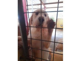 CIUFFO 3 ANNI 30 KG
