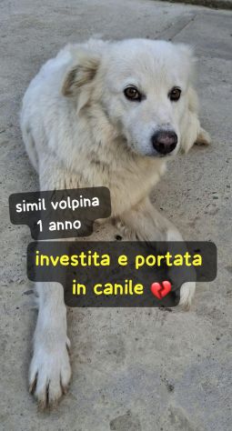 LINDA 1 ANNO SIMIL VOLPINA - Foto 4