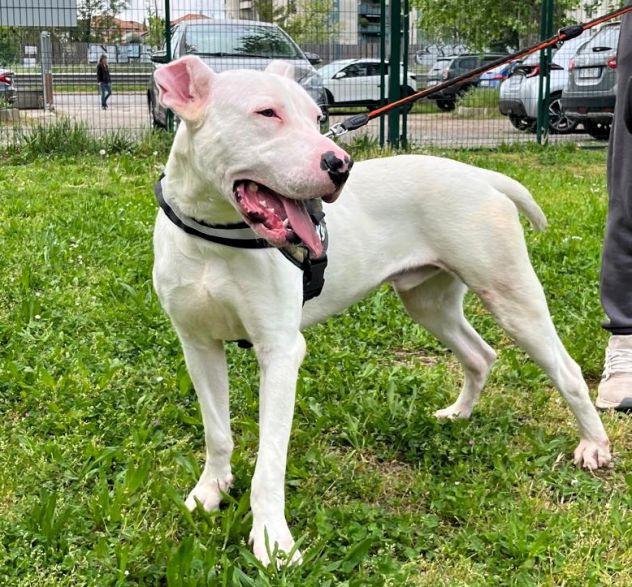 ALBINO DOGO ARGENTINO - Foto 2