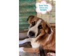 Tobia quasi 3anni MERAVIGLIOSO MA CRESCE IN BOX! AIUTO! SICILIA