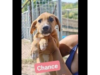 CHANCE e BONHEUR DELIZIOSI CUCCIOLI IN ADOZIONE