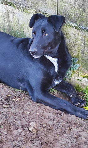 CANE IN ADOZIONE: ARON - Foto 4