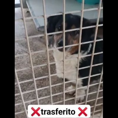 Dado bassotto in adozione - Foto 2