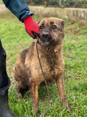 TOBY un mondo da scoprire, CANE IN ADOZIONE - Foto 4
