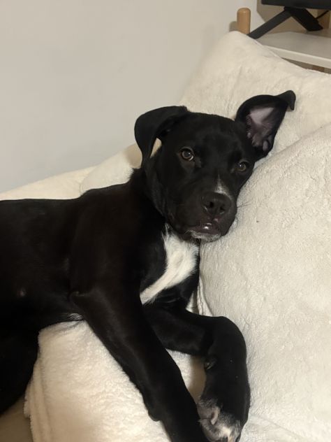 Regalo cane pittbul corso - Foto 7
