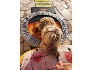 Gigi simil lagotto