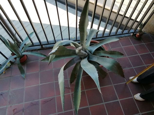 Pianta agave - Foto 4