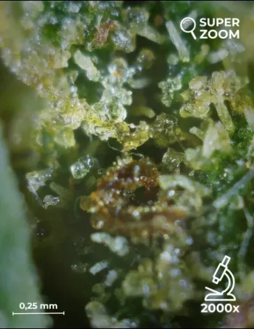 Orange Bud - Foto 5