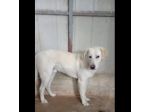 LIBECCIO buonissimo e pacato, aspetta una famiglia, cane in adozione