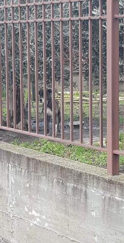 LAMIA, cagnolona legata ad un albero - Foto 3