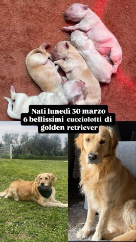 cuccioli golden retriever