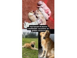 cuccioli golden retriever