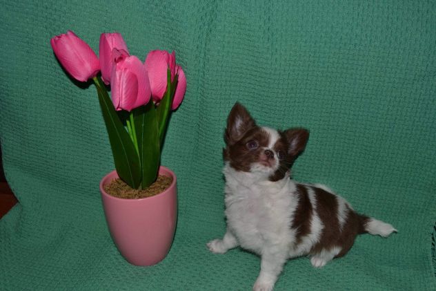 Cuccioli chihuahua - Foto 4