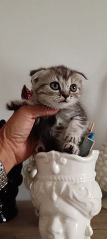 Cuccioli di cane varie razze e grattini scottish straight e fold - Foto 3