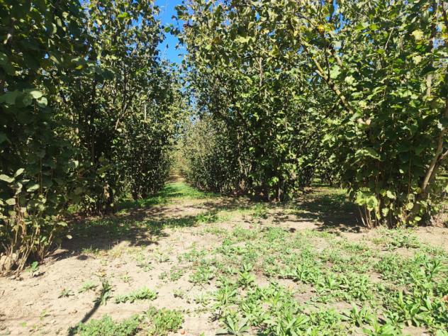 Agricolo in Via Bosco Magliano - Foto 7