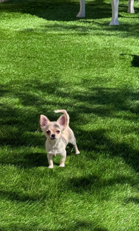 Cucciolo di chihuahua - Foto 2