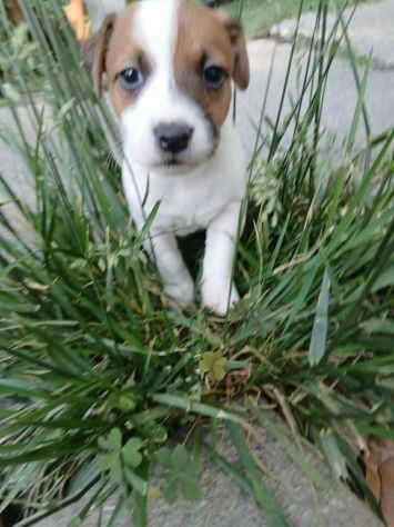 cuccioli jack russel russell terrier - Foto 2