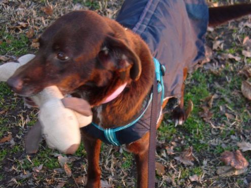 TEA, affettuosissima cagnolina - Foto 3