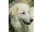 CANE DA ADOTTARE