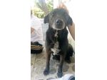 Cagnolina cerca casa