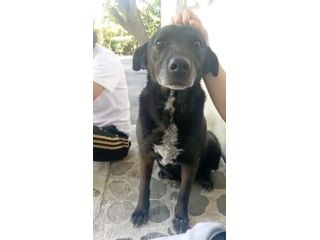 Cagnolina cerca casa