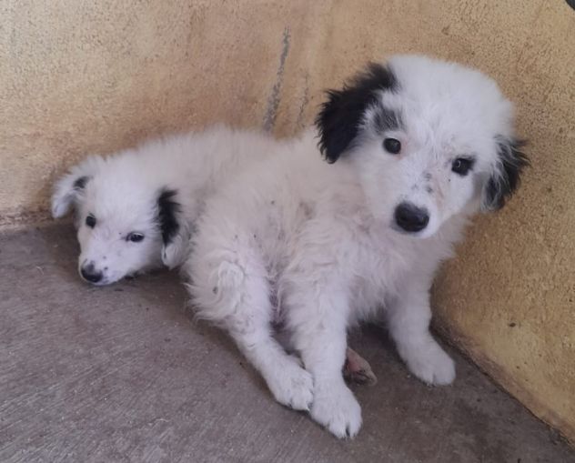 CUCCIOLI 2 MESI TAGLIA MEDIA IN CANILE - Foto 3