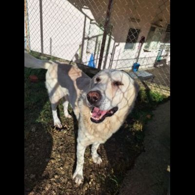 ORSO MAGNIFICO CARATTERE CANE IN ADOZIONE - Foto 3