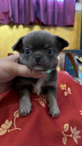 Cuccioli di chihuahua