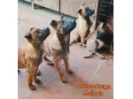 Cuccioli di Pastore Belga Malinois con pedigree