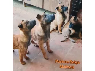 Cuccioli di Pastore Belga Malinois con pedigree