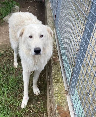 OWELL cerca SALVEZZA dal canile eterno CANE IN ADOZIONE - Foto 2